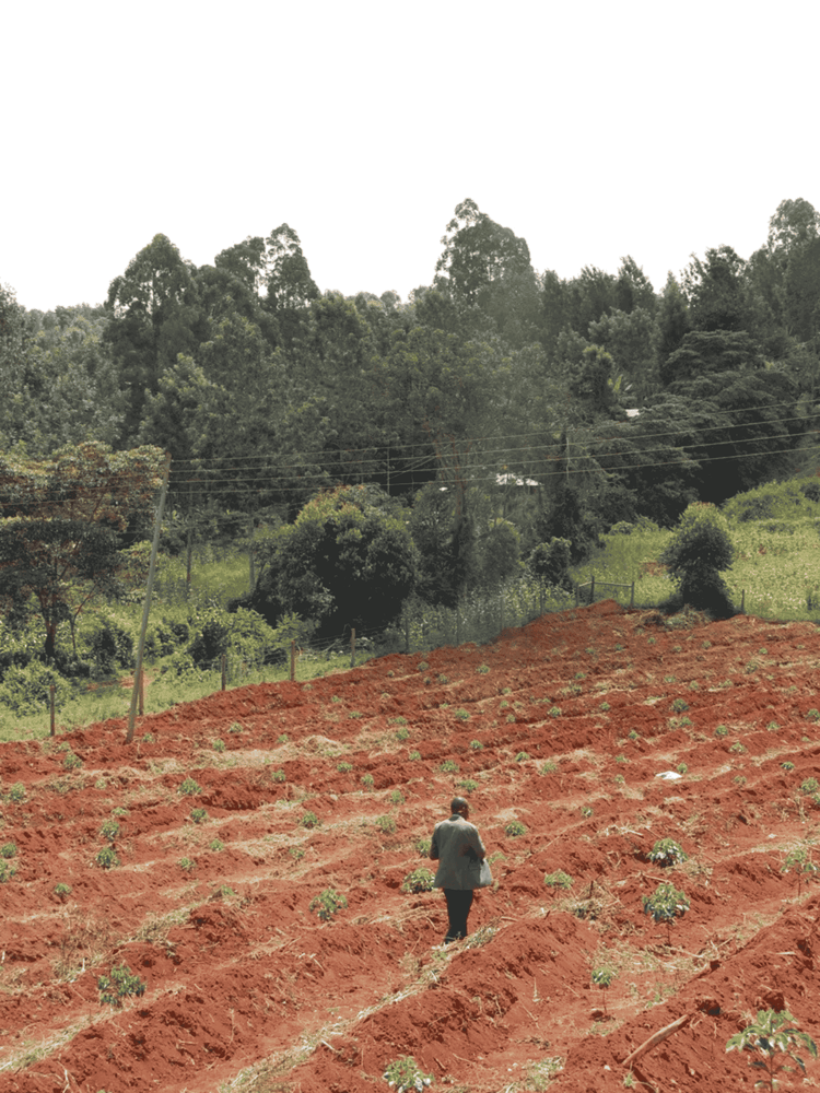 Kenya AA - SINGLE ORIGIN