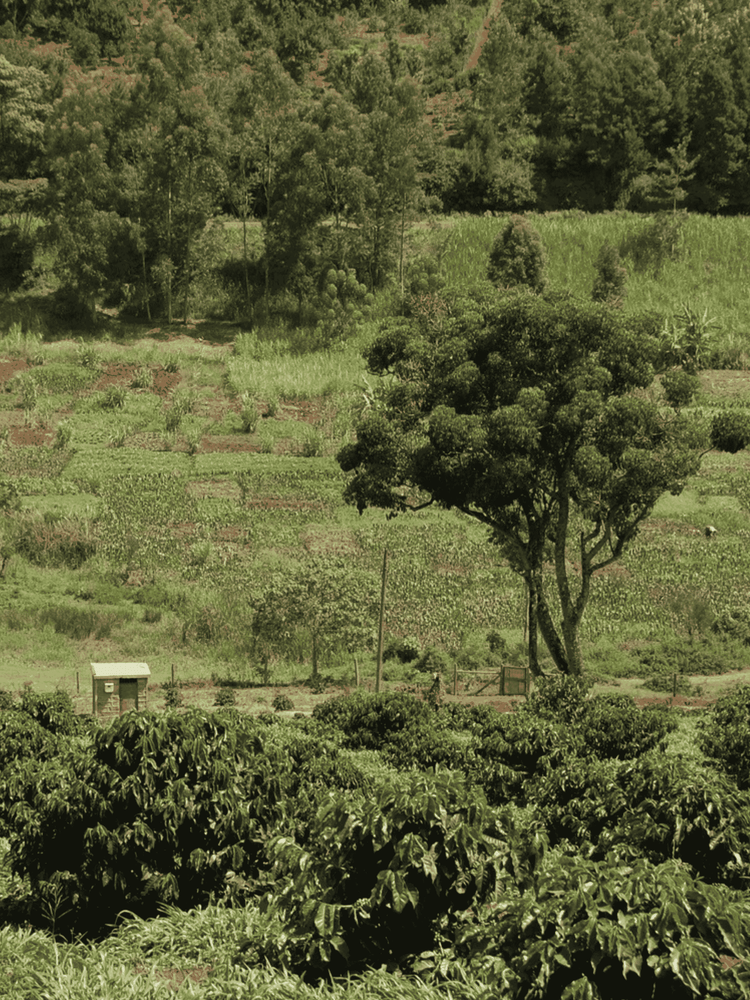 Kenya AA - SINGLE ORIGIN