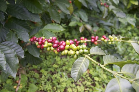 Discover Colombian Coffee | Jones Brothers Coffee