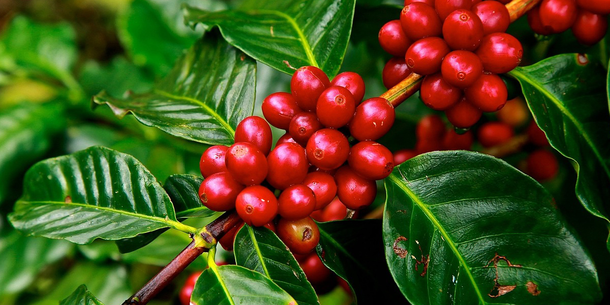 Hasil gambar untuk colombian coffee